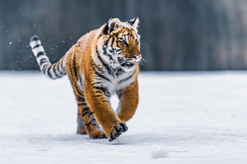 Siberian Tiger in the snow (Panthera tigris)