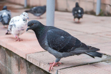 pigeon sitting on the railing near the store