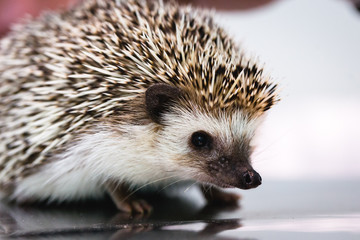 small hedgehog, raised as pet, pet small exotic
