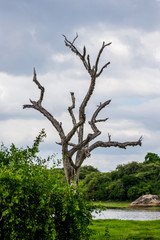 tree