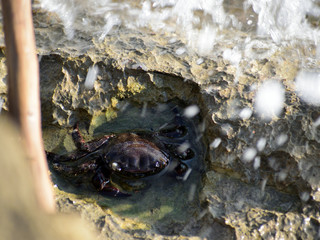 Shore crabs (Pachygrapsus marmoratus) on the sea rocks