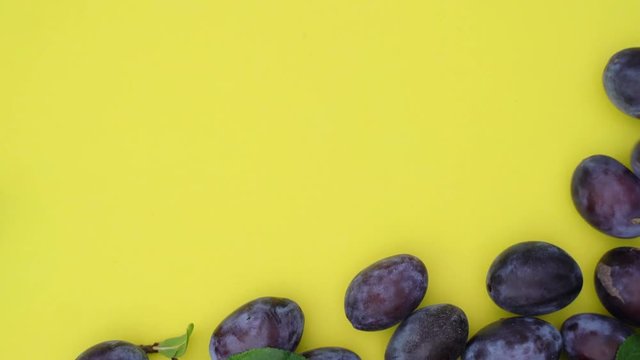 L&auml;ngliche frische reife Zwetschgen rollen in das Standbild. Sie decken den gelben Hintergrund ab, der f&uuml;r chroma keying geeignet ist. Aufnahme in Echtzeit von oben.