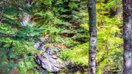 The Falls of Buer Forrest Walk