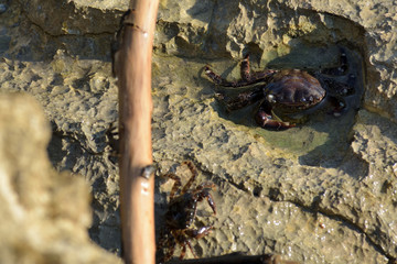 Marble crab climbing on a wooden stick