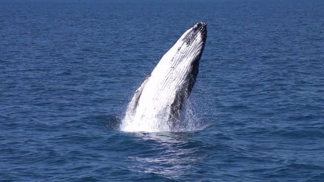 Incredible Humpback Whale Breaches in Slow Motion