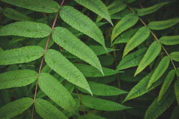 Creative low key green leaves background