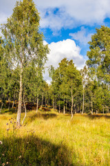 Light grove of trees at Balliemore, Scotland