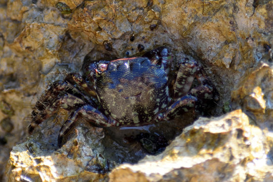 Shore crabs (Pachygrapsus marmoratus) on the sea rocks
