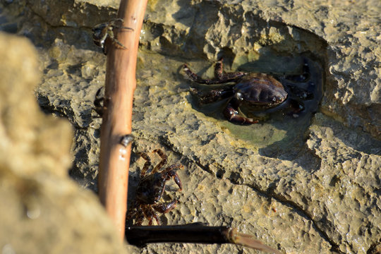 Marble crab climbing on a wooden stick