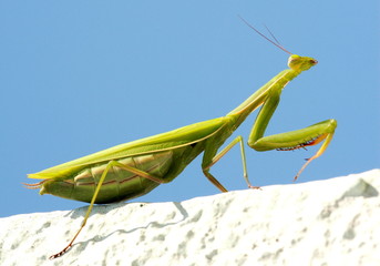 Mantis religiosa