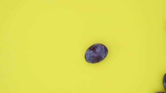 L&auml;ngliche frische reife Zwetschgen rollen in das Standbild. Sie decken den gelben Hintergrund ab, der f&uuml;r chroma keying geeignet ist. Aufnahme in Echtzeit von oben.