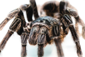 MACRO PHOTOGRAPH OF A TARANTULA SPIDER