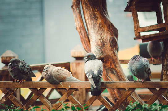 Pigeons are sitting on a wooden fence.