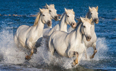 White Camargue Horses galloping along the sea beach. Parc Regional de Camargue. France. Provence. 