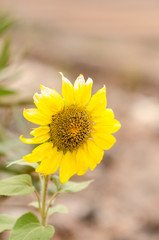 natural poster.  yellow sunflower