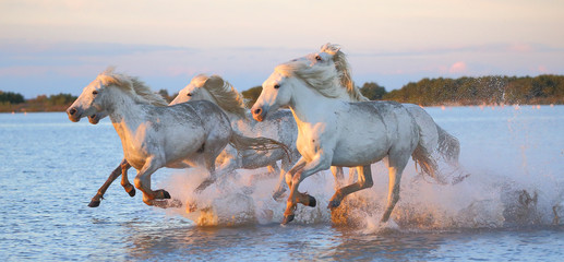 White Camargue Horse is running along the water in a shallow lagoon with beautiful evening light. Parc Regional de Camargue. France. Provence.