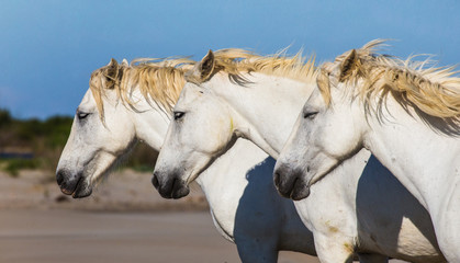 Portrait of three white Camargue horses. Parc Regional de Camargue. France. Provence.