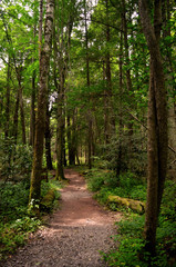 Winding Path in Forest