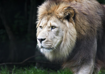 Close up of prowling male African lion (panthera leo)