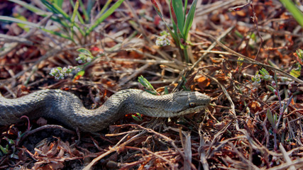 Close up image of brown grass snake (Coronella) crawling on ground