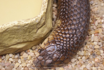 Primer plano de cabeza de serpiente cobra hocicuda naja annulifera en cautividad de color pardo, marrón, gris y amarillo descansando en terrario. Vista de cerca de reptil ofidio venenoso neurotóxico.