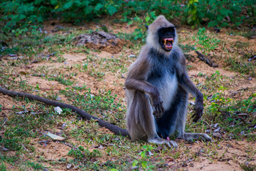 aggressiv macaque