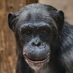 Fototapeta na wymiar Portrait of funny Chimpanzee with a smugly smile