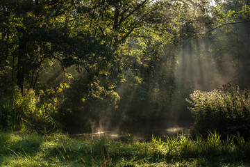 Fototapeta premium Foggy morning in a swamp forest with beautiful sunlight
