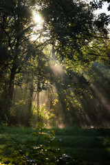 Foggy morning in a swamp forest with beautiful sunlight