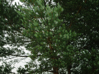 Сосна после дождя