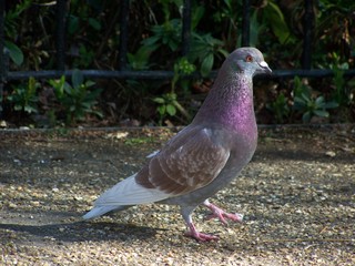 Walking Pigeon Portrait