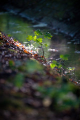 Foggy morning in a swamp forest with beautiful sunlight