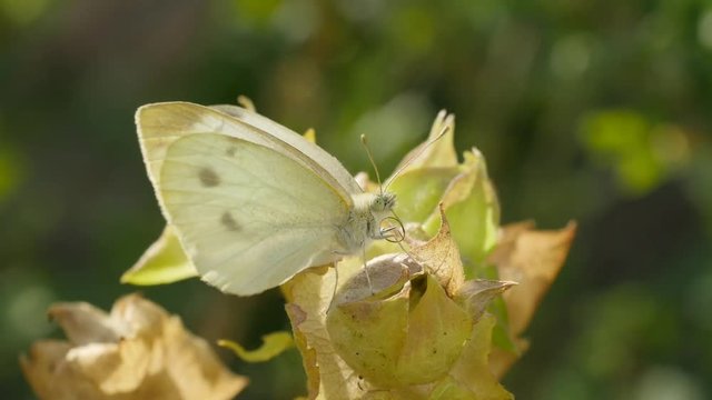 Close-up of Pieris brassicae butterfly sits on a flower