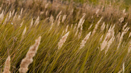 Fototapeta premium Meadow outddor wild meadow flowers. Macro