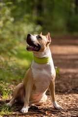 Red and white dog walks outdoor at summer