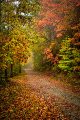 Autumn Leaves  Walking Path
