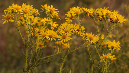 yellow meadow flowers