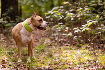 Red and white dog walks outdoor at summer