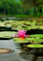 Water Lilly from Side