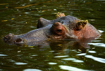 Ich kann dich kaum hören