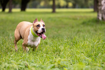 Red and white dog walks outdoor at summer