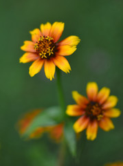 common zinnia Macro
