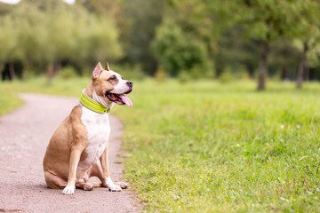 Red and white dog walks outdoor at summer