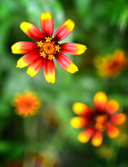 common zinnia close up