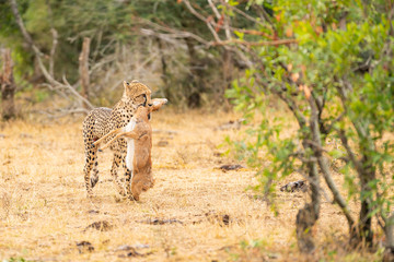 After killing his prey, the cheetah is carrying the prey to place to eat at Kruger Nationalpark,...