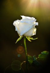 Fototapeta na wymiar White Rose