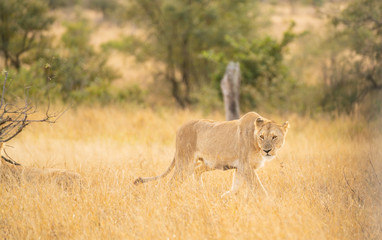 Lion is walking through the grass at Kruger Nationalpark, South Africa