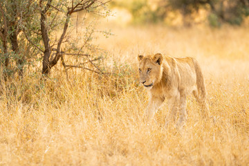 Young lion is playing in the bush at Kruger Nationalpark, South Africa