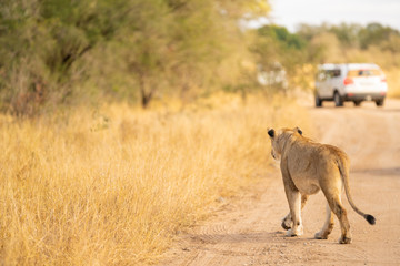 Lion is walking along the street at Kruger Nationalpark, South Africa
