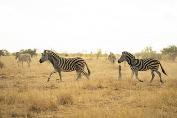 Fototapeta na wymiar African Zebras are running in the savannah of Kruger National Park, South Africa